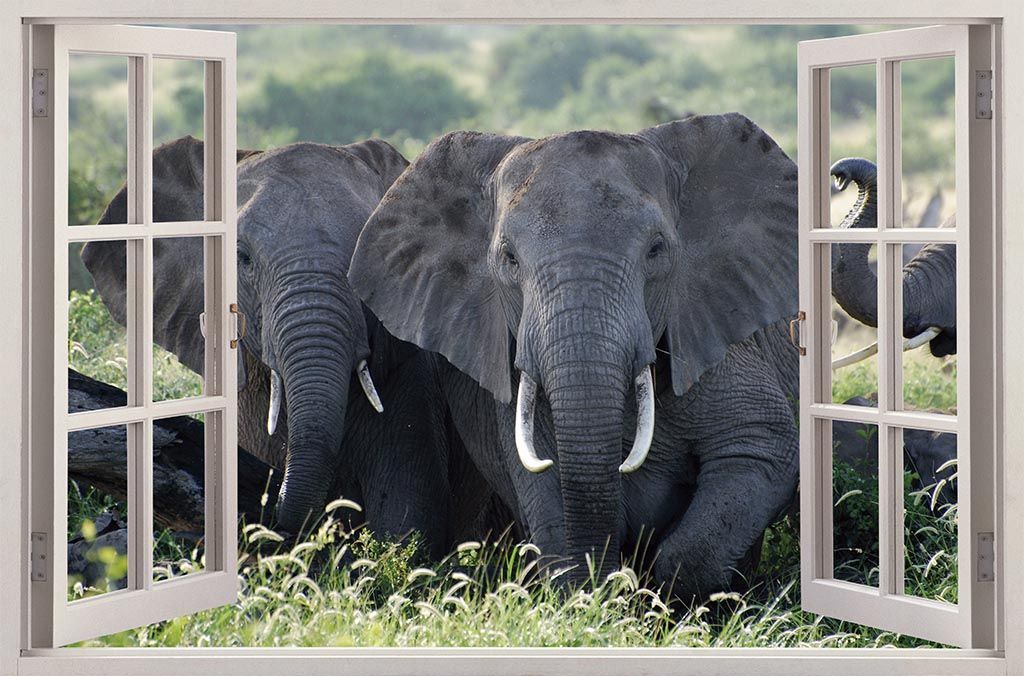 Vinilo Ventana Elefante - Imagen 2