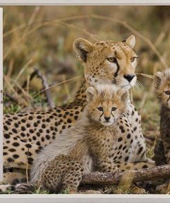 Alternative view of Vinilo Ventana Leopardo