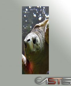 Alternative view of Vinilo Frigorifico Tortuga